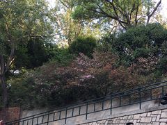 -九龙公园
