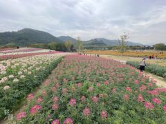 -径山花海