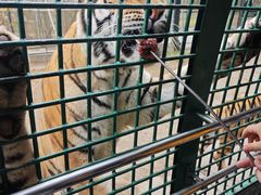 -深圳野生动物园