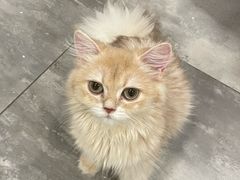 -楼上猫咖(罗湖店)