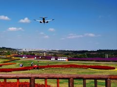 -空港花田景区