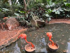 -海南热带野生动植物园