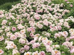 -洛阳市隋唐城遗址植物园
