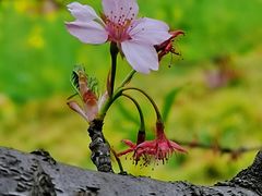 -顾村公园