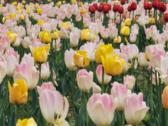 -长白岛森林公园