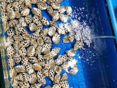 花螺-先锋海鲜市场