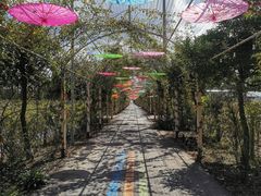 -上海长兴岛郊野公园