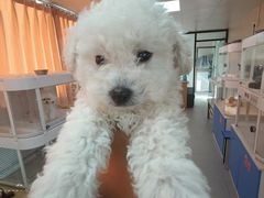 -翊宠yipet猫狗购宠庄园犬舍•猫舍