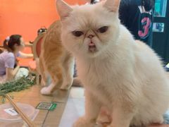 -猫色咖啡·猫咖