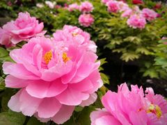 -莲花池公园