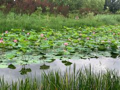 -永定河休闲森林公园