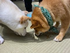 -逗柴咖啡屋·狗咖猫咖宠物桌游