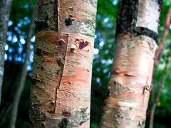 -洛阳白云山景区