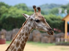 -杭州野生动物世界