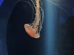 -欢乐海岸海洋奇梦馆