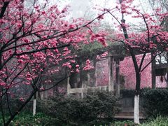 -南山植物园
