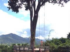 -大树秋千