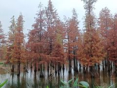 -白鹭湾湿地公园