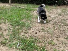 -北京恒爱动物医院(清景园分院)