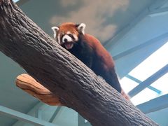 -辛玛王国游乐园