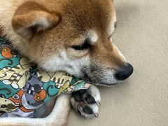 -怪兽屋·羊驼·猫咖·狗咖(俊华广场店)