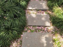 -高东镇樱花园