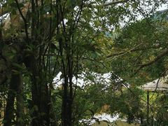 -呀诺达热带雨林