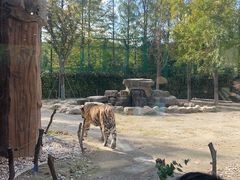 -上海野生动物园老虎餐厅