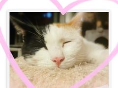 -纳吉亚猫专科动物诊疗中心(蒋宅口分院)