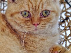 -飞行喵MR PILOT|猫舍·猫咖(静安大融城店)
