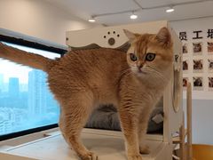 -有喵·猫咖·狗咖·30几只猫10只小狗(岗厦店)