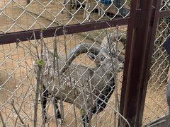 -青藏高原野生动物园