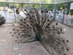 -长白岛森林公园