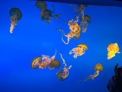 -太平洋海底世界