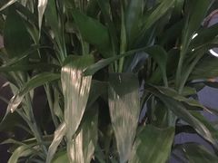 -西树泡芙(蓝色港湾店)