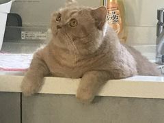 -东方名猫馆·英短金渐层布偶猫舍(环线广场1号楼店)