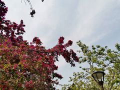 -海棠花溪(元大都城垣遗址公园)