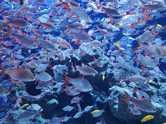 -成都浩海立方海洋公园