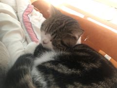 -创凡宠物医院·骨专科  猫科中心(西乡分院)