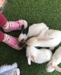 -萌宠亲子动物乐园(槐房万达店)