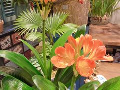 -循礼门鲜花花市(武汉循礼门店)