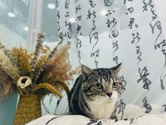 -爱洗澡的猫(望京店)