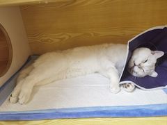 -pd派德宠物中心医院24H急重症·眼科中心·血液透析中心(嵩山北路店)