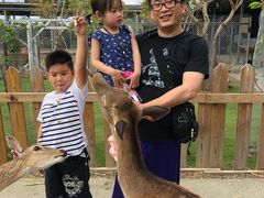 -鹿境梅花鹿生态园区