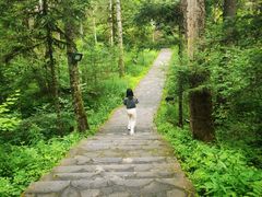 -汤旺河林海奇石景区