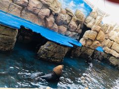 -华夏文旅海洋公园