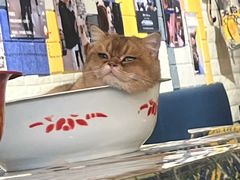 -平行世界·猫咖(首经贸店)