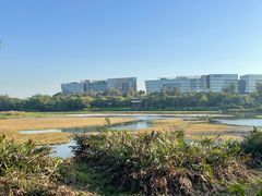 -华侨城湿地公园