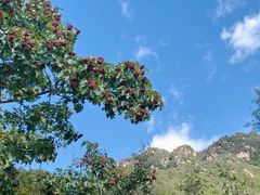 -大岭沟猕猴桃谷风景区