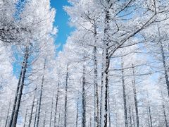 -塞罕坝国家级自然保护区